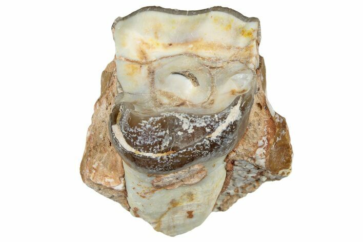 Fossil Running Rhino (Hyracodon) Jaw Section - South Dakota #300418